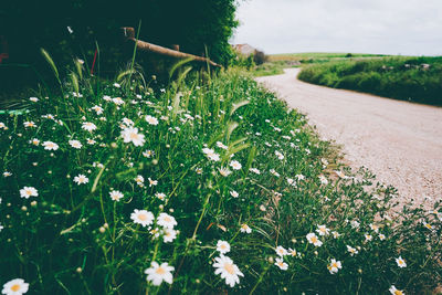 Close-up of flowering plants on field