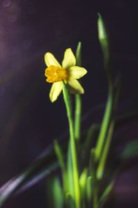 Close-up of yellow flowering plant