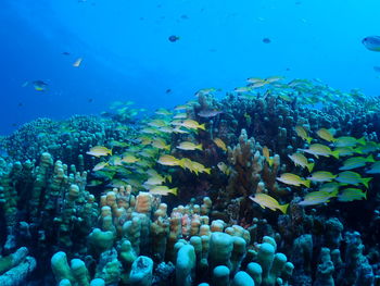 Fish swimming in sea