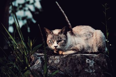 Cat relaxing on rock against plants