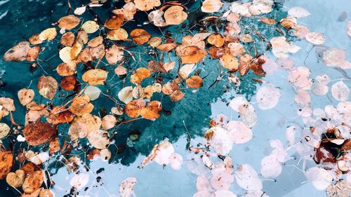 High angle view of orange leaves floating on water