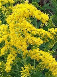 High angle view of yellow flowers on field