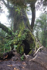 Trees growing in forest