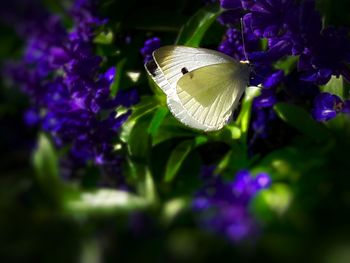 Close-up of butterfly on purple flower