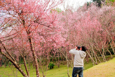 Rear view of man photographing with pink flowers