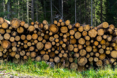 Stack of logs in forest