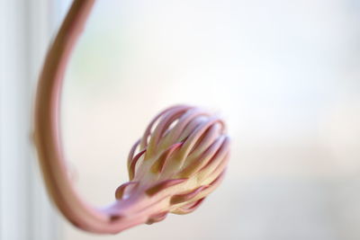Close-up of pink flower bud