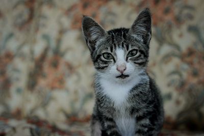 Close-up portrait of cat with kitten