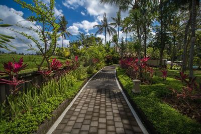 Walkway amidst plants and trees against sky