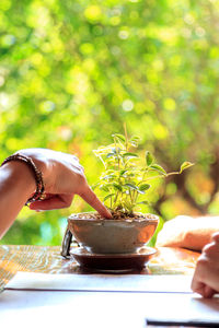 Midsection of woman holding potted plant on table