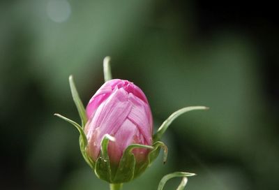 Close-up of pink rose flower