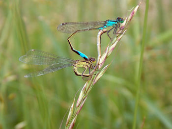 Close-up of dragonflies mating on grass 