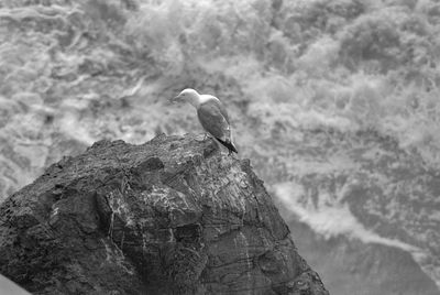 Seagull perching on rock