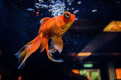 Close-up of goldfish swimming in tank