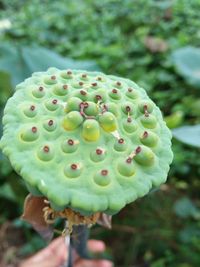 Close-up of prickly pear cactus
