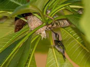 leaf