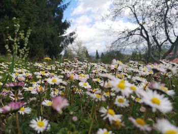 Close-up of white flowering plants on field against sky