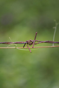 Close-up of barbed wire on plant