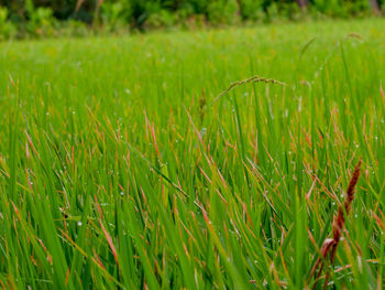 Crops growing on field