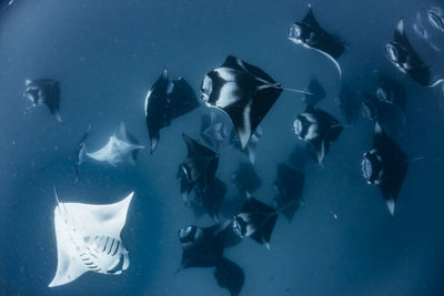 School of manta rays in baa atoll, maldives