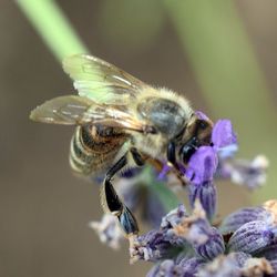 Close-up of bee on flower