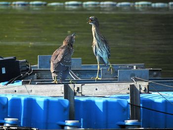 Birds perching