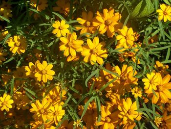 Close-up of yellow flower