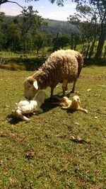 Sheep on grass against trees