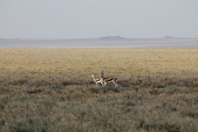 Antelopes on landscape against sky