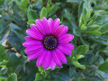 Close-up of osteospermum blooming outdoors