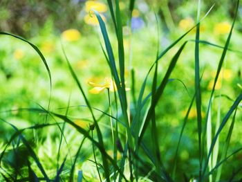 Close-up of flowers blooming on field