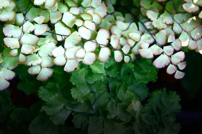 Close-up of white flowers