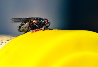 Close-up of fly on yellow flower