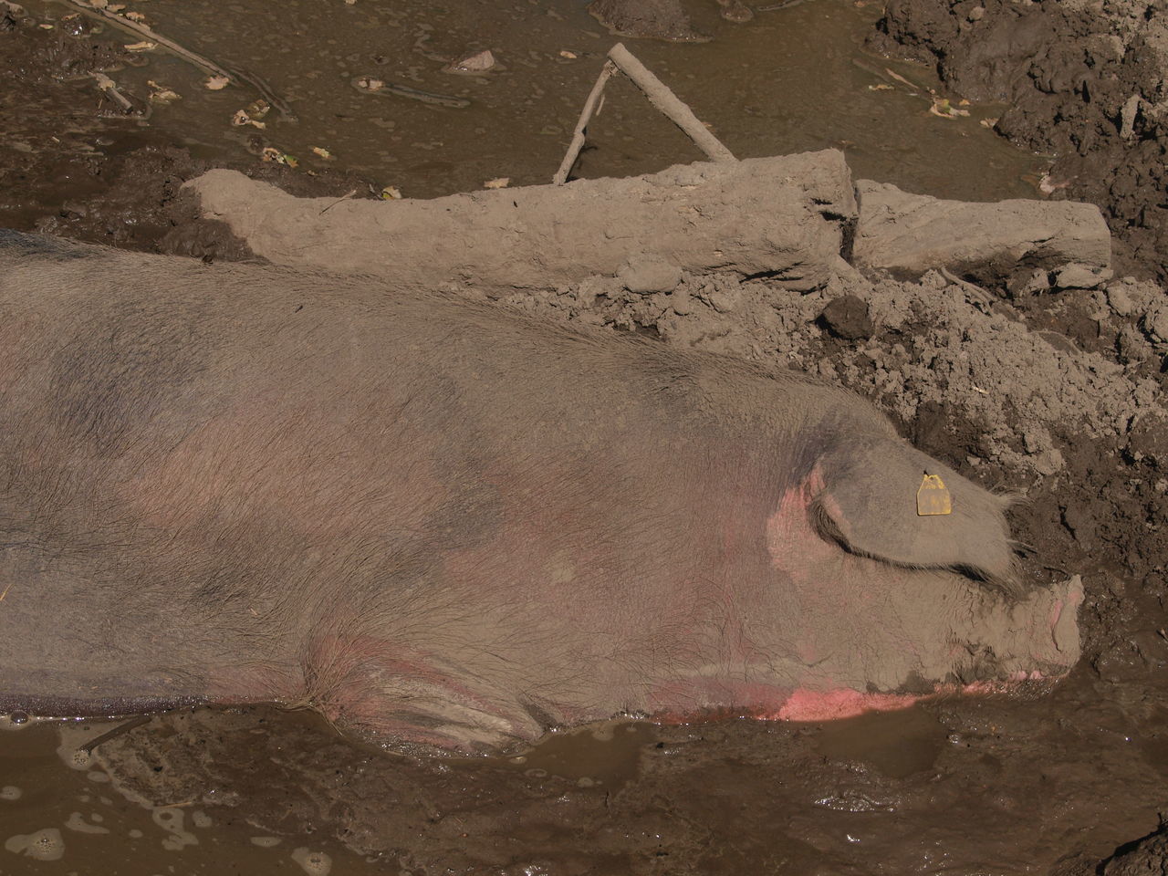 HIGH ANGLE VIEW OF HORSE IN THE GROUND