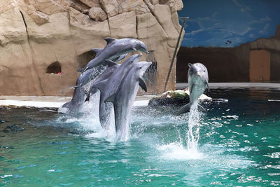 View of birds in swimming pool