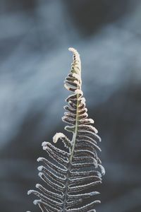 Close-up of fern plant