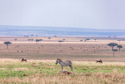 Zebra maasai mara triangle national reserve park in narok county rift valley in kenya east africa