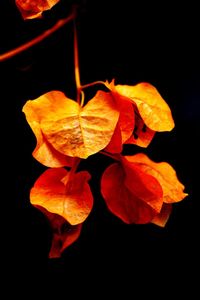 Close-up of flower over black background