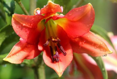 Close-up of red flowers