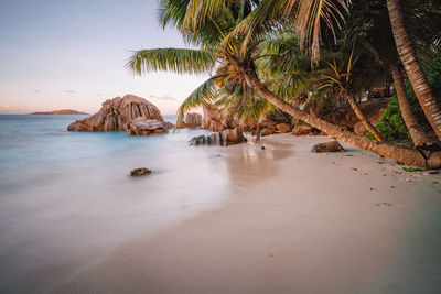 View of palm trees on beach