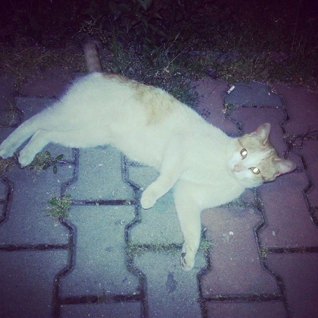 domestic cat, high angle view, domestic animals, pets, animal themes, cat, one animal, white color, street, mammal, feline, outdoors, night, no people, sidewalk, road, white, full length, wall - building feature