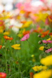 Close-up of red poppy flowers on field