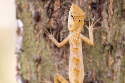 Close-up of bird perching on tree trunk