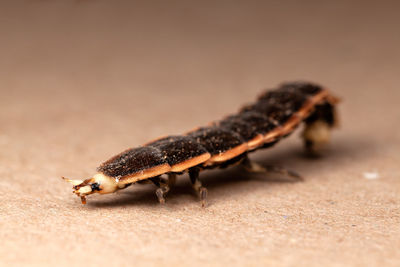 Close-up of insect on land