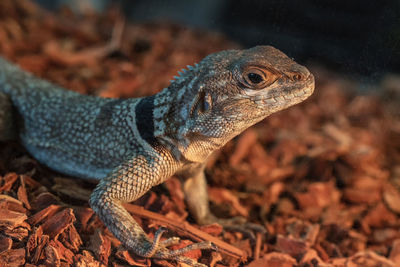 Close-up of lizard on field