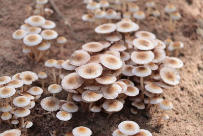 Close-up of mushrooms growing on land