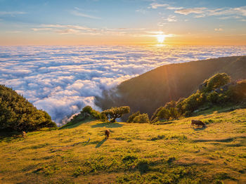Scenic view of landscape against sky during sunset