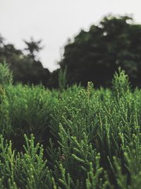 Close-up of fresh green plants