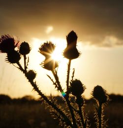 Close-up of silhouette plants against sky during sunset