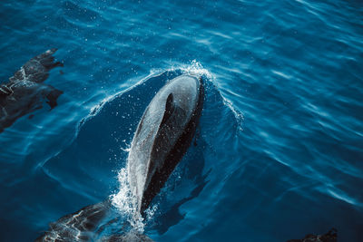 Spotted dolphins, stenella frontalis, in crystal clear madeira island waters